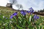 55 Scilla silvestre (scilla bifolia) alla cappella delle Baite della Pigolotta 